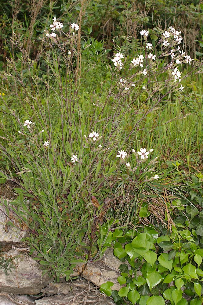 Silene italica/Silene italiana